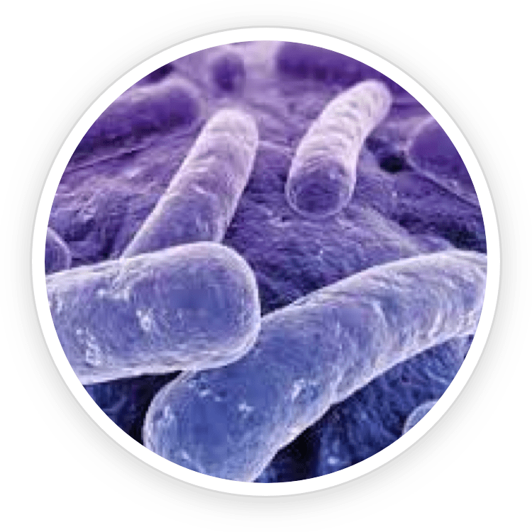 Prodentim - Ingrediente - Lactobacillus Reuteri.